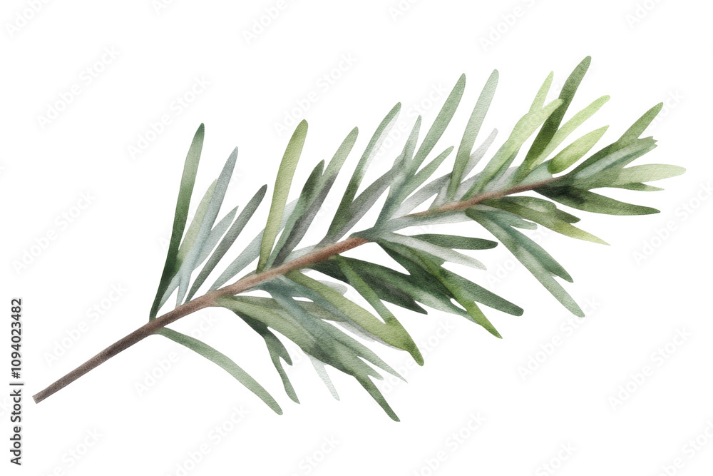 Obraz premium A detailed illustration of an evergreen fir tree branch featuring vibrant green needles and a delicate brown stem. Ideal for seasonal designs and nature-themed projects