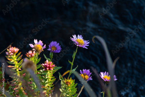 Colorful wildflowers bloom beside a dark water surface in a tranquil natural setting during daylight