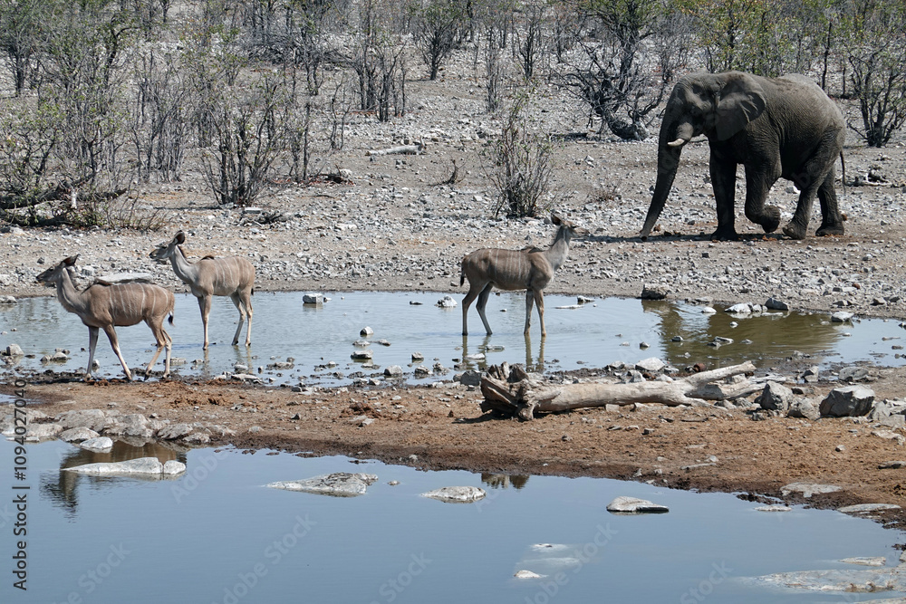 Obraz premium Etosha National Park, Namibia