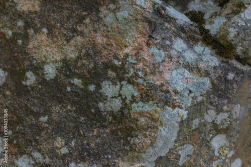 Map Lichens On Manitoulin Island