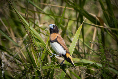 A Chestnut-breasted Mannikin perched on grass