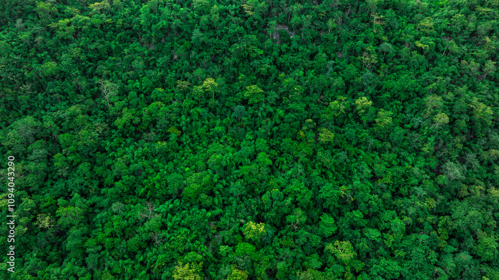 aerial view of dark green forest Abundant natural ecosystems of rainforest. Concept of nature forest preservation and reforestation aerial view of dark green forest Abundant natural ecosystems of rainforest. Concept of nature forest preservation and reforestation