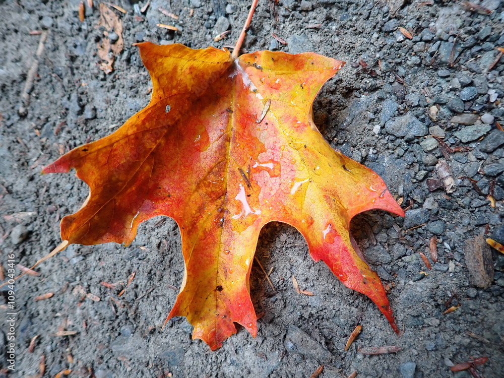 Water drops on fall colors maple leaf on asphalt surface