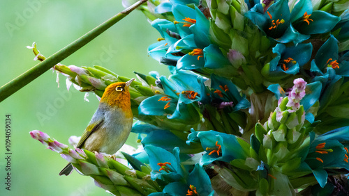 beautiful small Silvereye (Tauhou) sits on vibriant blue flower in christchurch botanic gardens, canterbury, new zealand. Common songbirds spotted in New Zealand