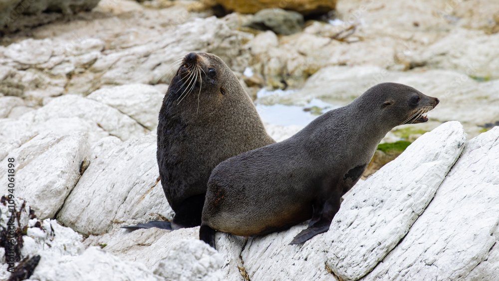 Naklejka premium huge male and female new zealand fur seal fighting on the rocky beach in Kaikoura, Canterbury, New Zealand. Common marine mammals in New Zealand
