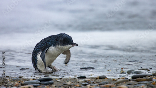 Beautiful little penguin (kororā; Eudyptula minor) emerges from the ocean on Tauparikaka Marine reserve, West Coast, New Zealand. Endangered species of marine birds living in New Zealand
