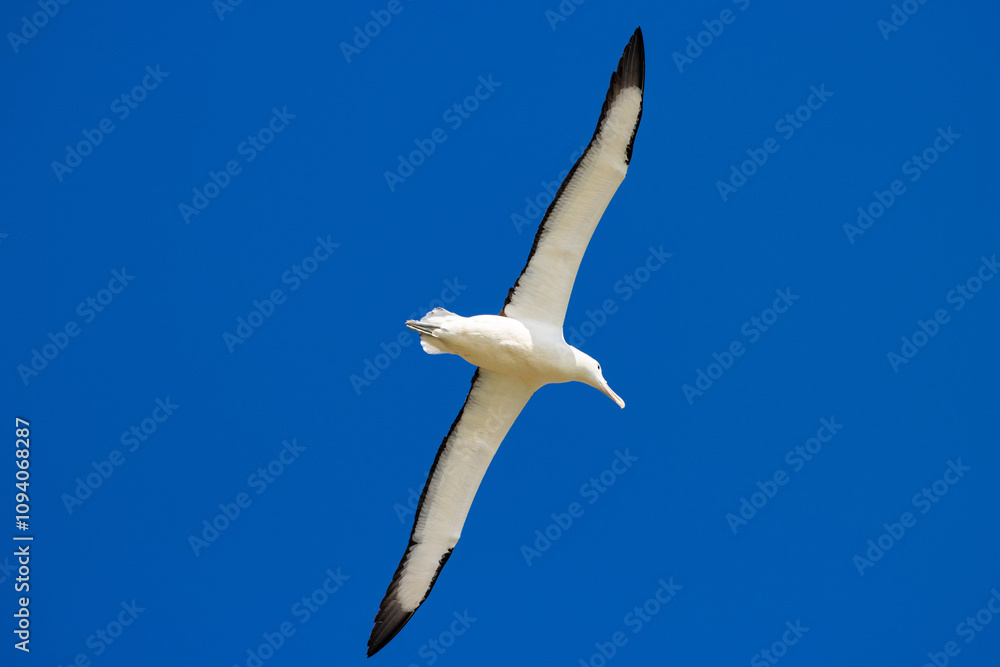 Obraz premium Impressive large northern Royal Albatross glides with wings outstretched across the blue sky. Dunedin, Otago Peninsula, harington point, Royal Albatross Centre, New Zealand, south Island