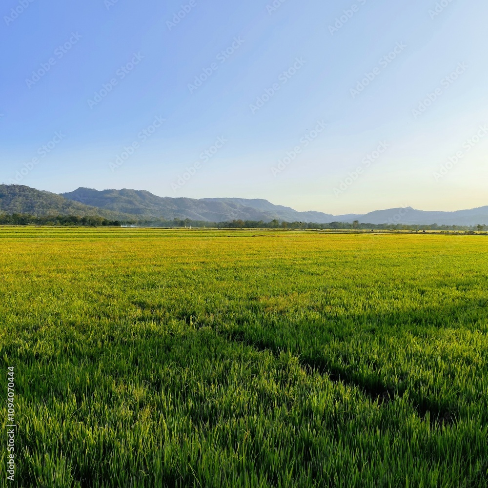 view of rice fields starting to turn yellow in the afternoon in the countryside with a background of hills and clear skies view of rice fields starting to turn yellow in the afternoon in the countryside with a background of hills and clear skies