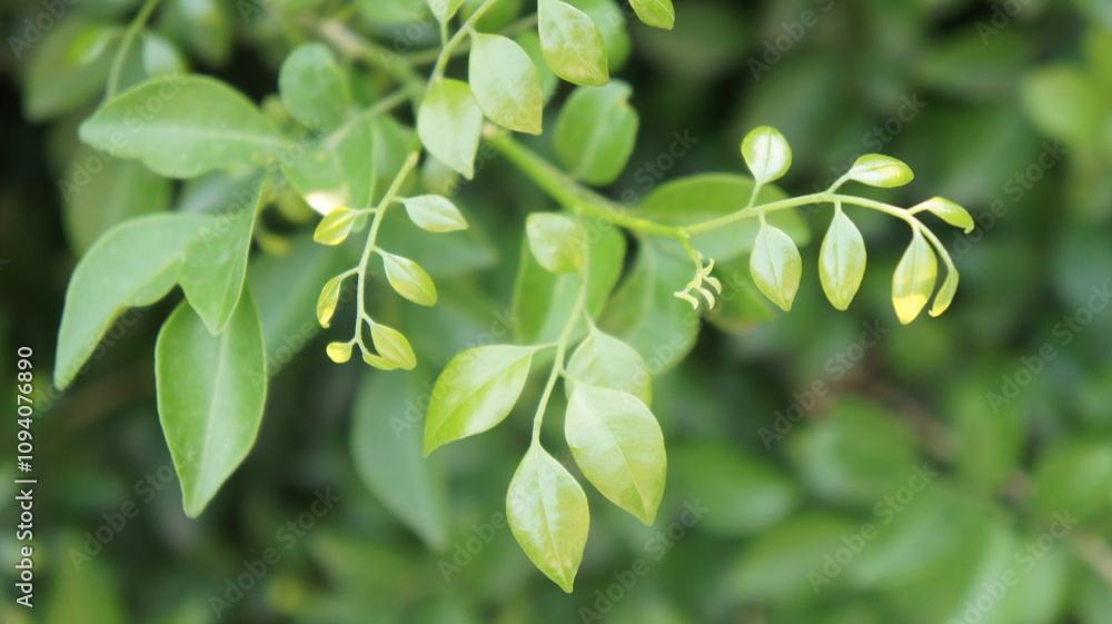 Fototapeta premium Lush Green Murraya Paniculata Leaves Close-Up