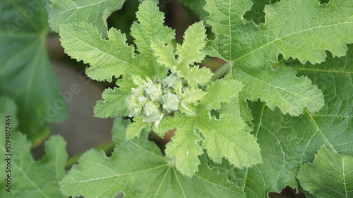 Close-up of Hollyhock Buds and Leaves photo