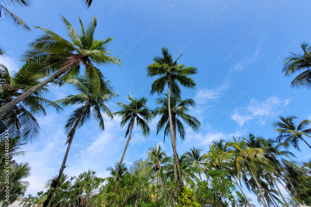 Tropical Palm Trees Against a Clear Blue Sky Tropical Palm Trees Against a Clear Blue Sky