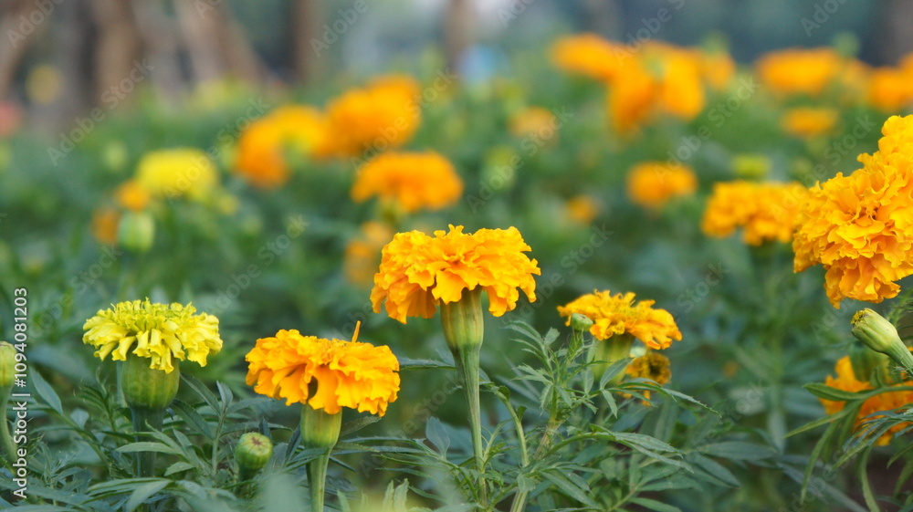 Vibrant Yellow and Gold Marigold Flowers in Full Bloom Vibrant Yellow and Gold Marigold Flowers in Full Bloom