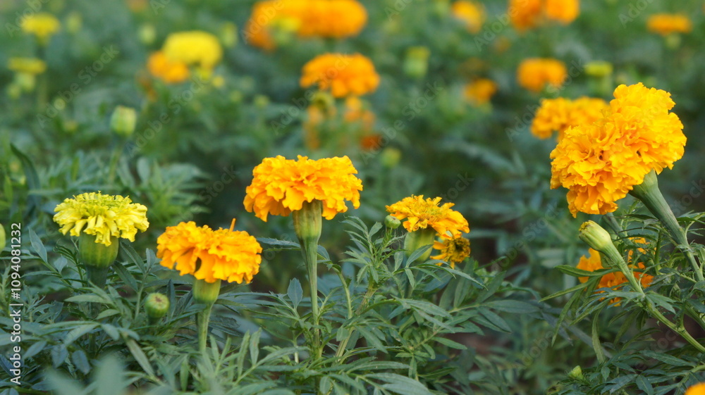Vibrant Marigold Flowers in Full Bloom Vibrant Marigold Flowers in Full Bloom