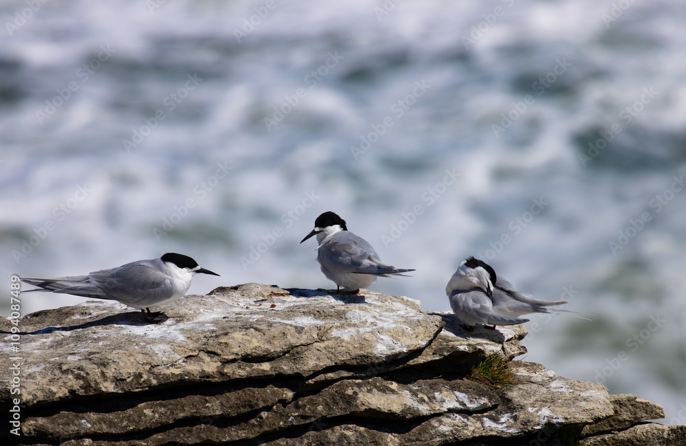 colony of cute native white-fronted terns sitting on pancake rocks Punakaiki, West Coast, Paparoa, South Island, New Zealand colony of cute native white-fronted terns sitting on pancake rocks Punakaiki, West Coast, Paparoa, South Island, New Zealand