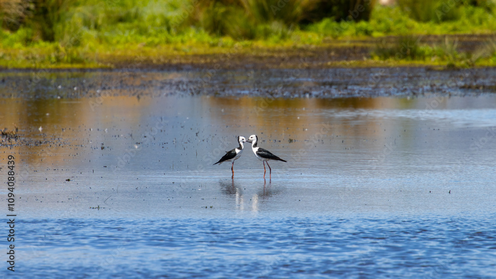 Fototapeta premium Common waterfowl - pair of Black-winged Stilt touching each other with bills feeding in Travis Wetland Nature Heritage Park, Canterbury, Christchurch, New Zealand 