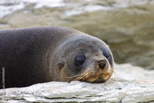 Tableau sur toile Beautiful rare subantarctic fur seal (Arctocephalus tropicalis) female lying on the grass spotted on Kaikoura Peninsula, Canterbury, New Zealand