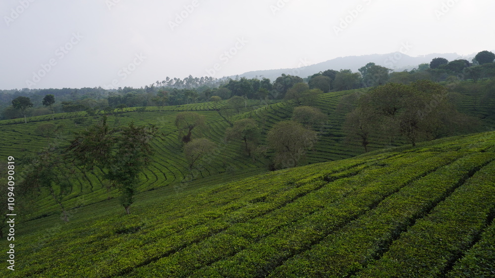 The vast expanse of tea gardens in the Malang area in the afternoon The vast expanse of tea gardens in the Malang area in the afternoon