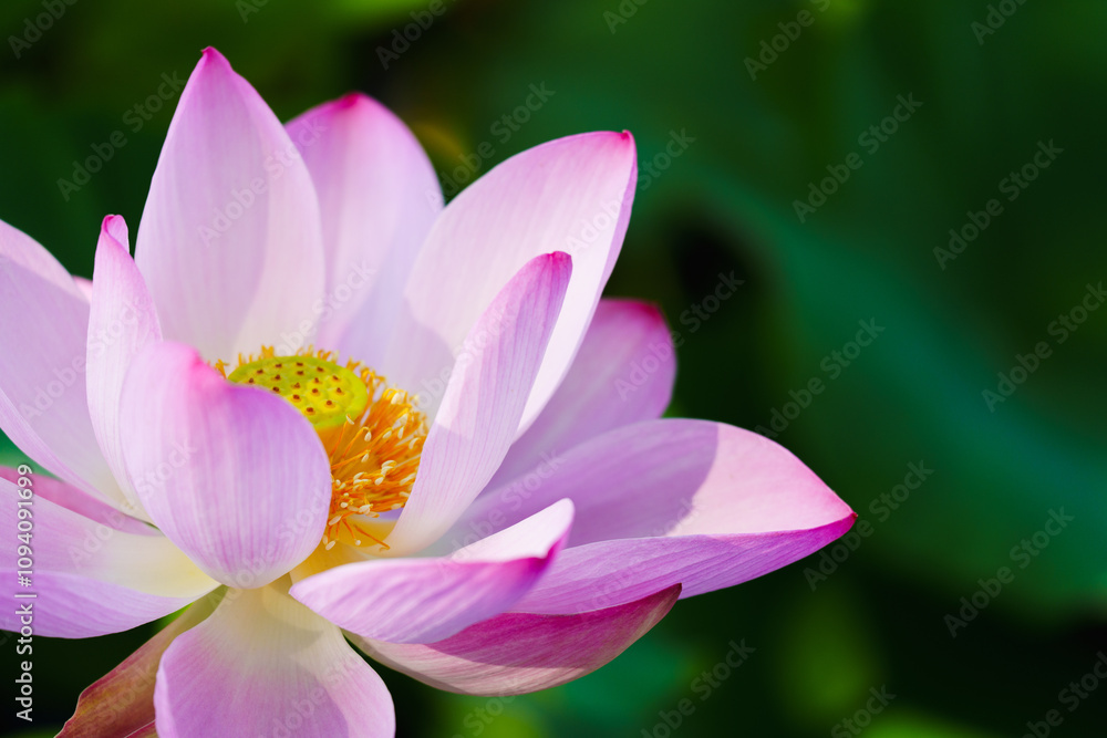 Oriental beauty: Close-up photo of pink lotus flower Oriental beauty: Close-up photo of pink lotus flower