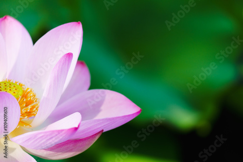 Oriental beauty: Close-up photo of pink lotus flower