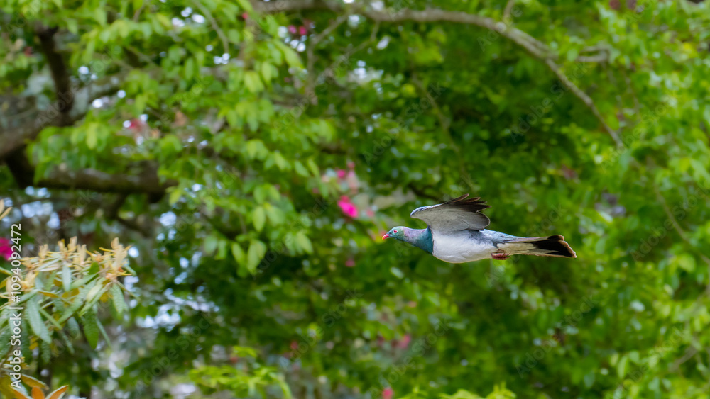 Obraz premium large new zealand pigeon - Kererū flies to the nest spotted in Christchurch Botanic Gardens, Canterbury, New Zealand. Endemic birds of NZ