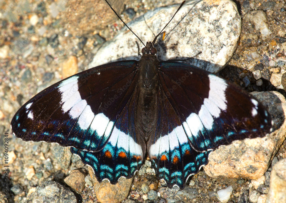 White admiral butterfly foraging on gravel in New Hampshire. White admiral butterfly foraging on gravel in New Hampshire.
