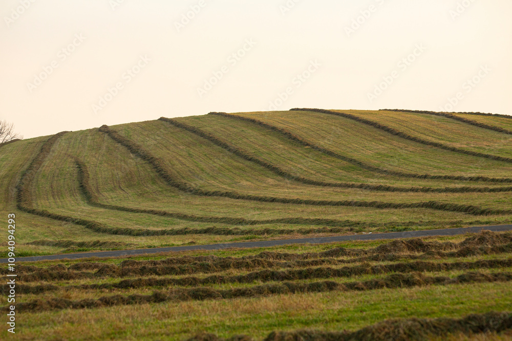 Obraz premium Windrows form lines over a glacial drumlin in central Connecticut.