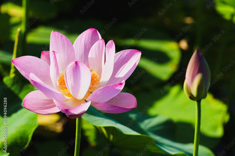 Chinese beauty: Pink lotus flower in sunlight with green leaf...Green lotus leaves outspread as far as boundless sky;
Pink lotus blossoms take from sunshine a new dye. Chinese beauty: Pink lotus flower in sunlight with green leaf...Green lotus leaves outspread as far as boundless sky;
Pink lotus blossoms take from sunshine a new dye.