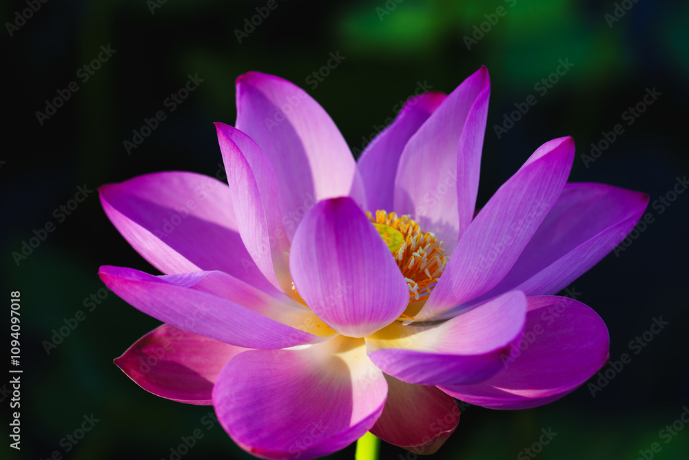 Chinese beauty: Pink lotus flower in sunlight with green leaf...Green lotus leaves outspread as far as boundless sky;
Pink lotus blossoms take from sunshine a new dye. Chinese beauty: Pink lotus flower in sunlight with green leaf...Green lotus leaves outspread as far as boundless sky;
Pink lotus blossoms take from sunshine a new dye.