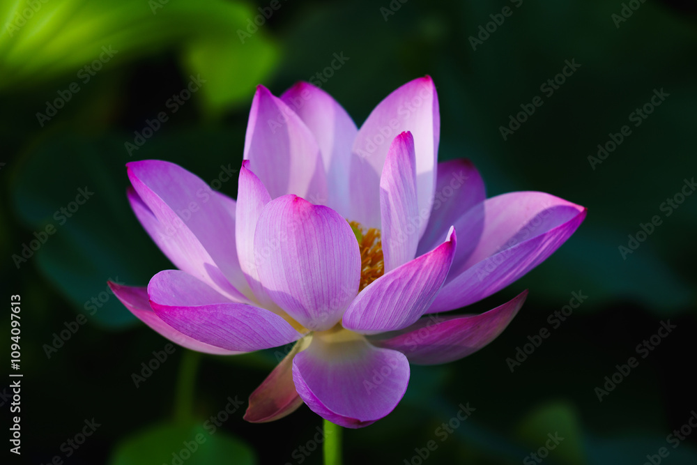 Chinese beauty: Pink lotus flower in sunlight with green leaf...Green lotus leaves outspread as far as boundless sky;
Pink lotus blossoms take from sunshine a new dye. Chinese beauty: Pink lotus flower in sunlight with green leaf...Green lotus leaves outspread as far as boundless sky;
Pink lotus blossoms take from sunshine a new dye.