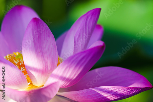 Chinese beauty: Pink lotus flower in sunlight with green leaf...Green lotus leaves outspread as far as boundless sky; Pink lotus blossoms take from sunshine a new dye.