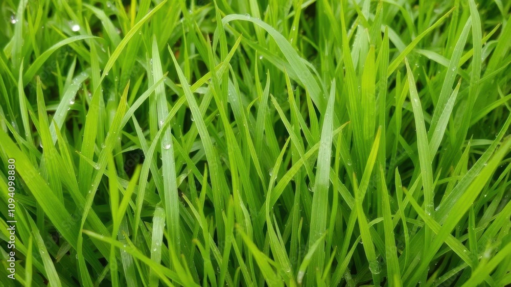 Vibrant green grass textured background with dew drops, grass Vibrant green grass textured background with dew drops, grass