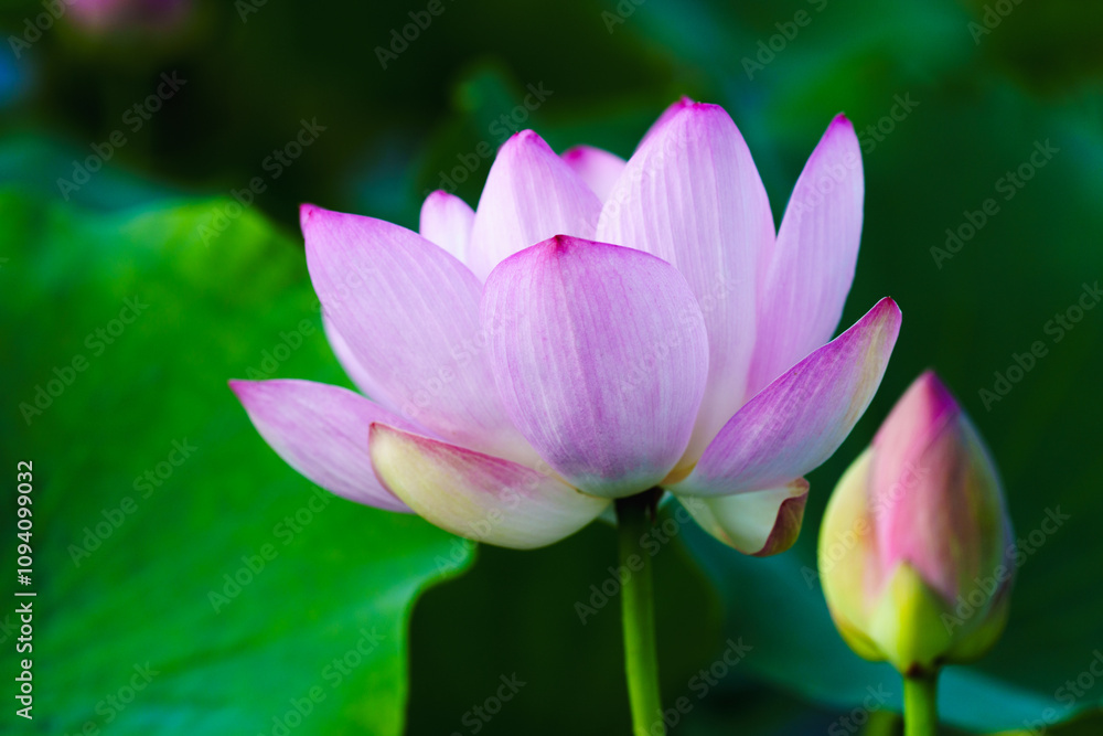 Chinese beauty: Pink lotus flower in sunlight with green leaf...Green lotus leaves outspread as far as boundless sky;
Pink lotus blossoms take from sunshine a new dye. Chinese beauty: Pink lotus flower in sunlight with green leaf...Green lotus leaves outspread as far as boundless sky;
Pink lotus blossoms take from sunshine a new dye.