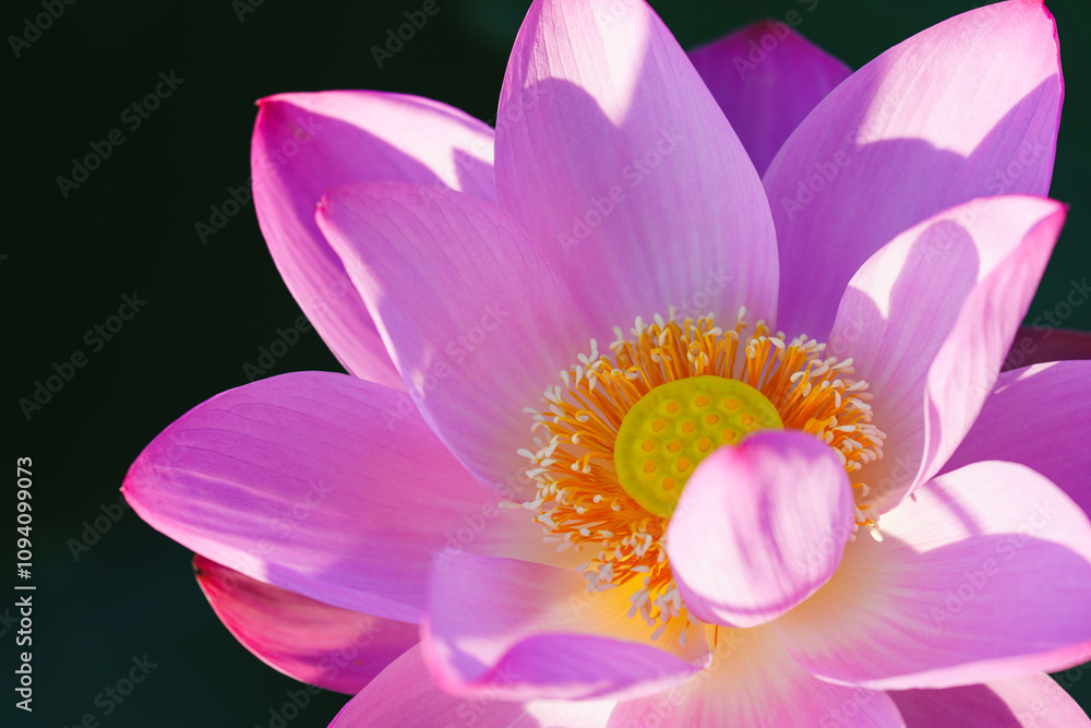 Chinese beauty: Pink lotus flower in sunlight with green leaf...Green lotus leaves outspread as far as boundless sky;
Pink lotus blossoms take from sunshine a new dye. Chinese beauty: Pink lotus flower in sunlight with green leaf...Green lotus leaves outspread as far as boundless sky;
Pink lotus blossoms take from sunshine a new dye.