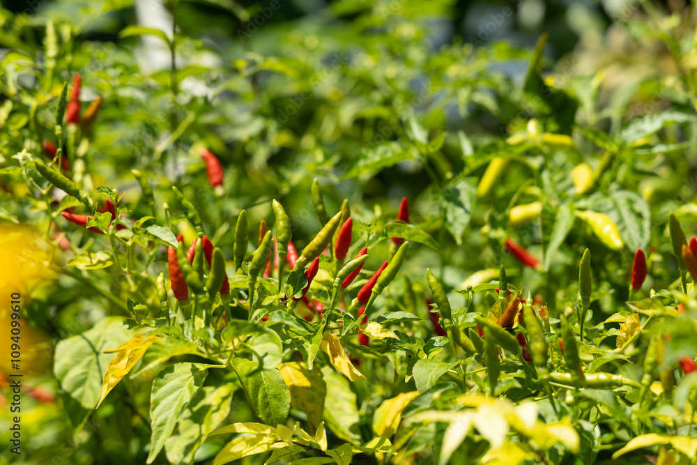 Fresh Red and Green Chili Peppers Growing. Fresh Red and Green Chili Peppers Growing.