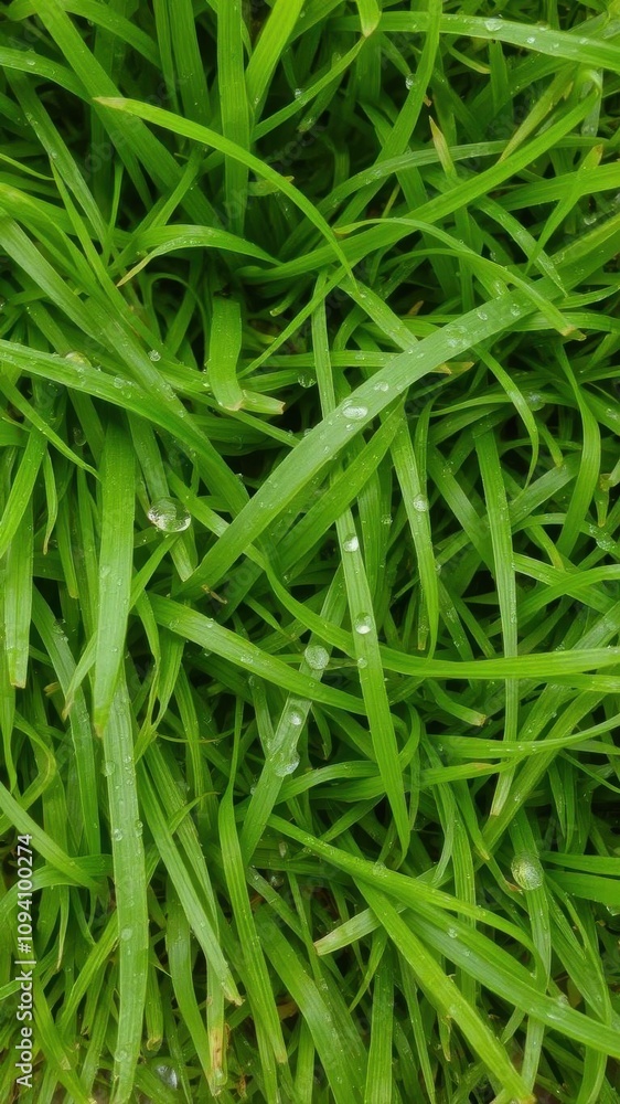 Lush green grass texture with dew drops, foliage Lush green grass texture with dew drops, foliage