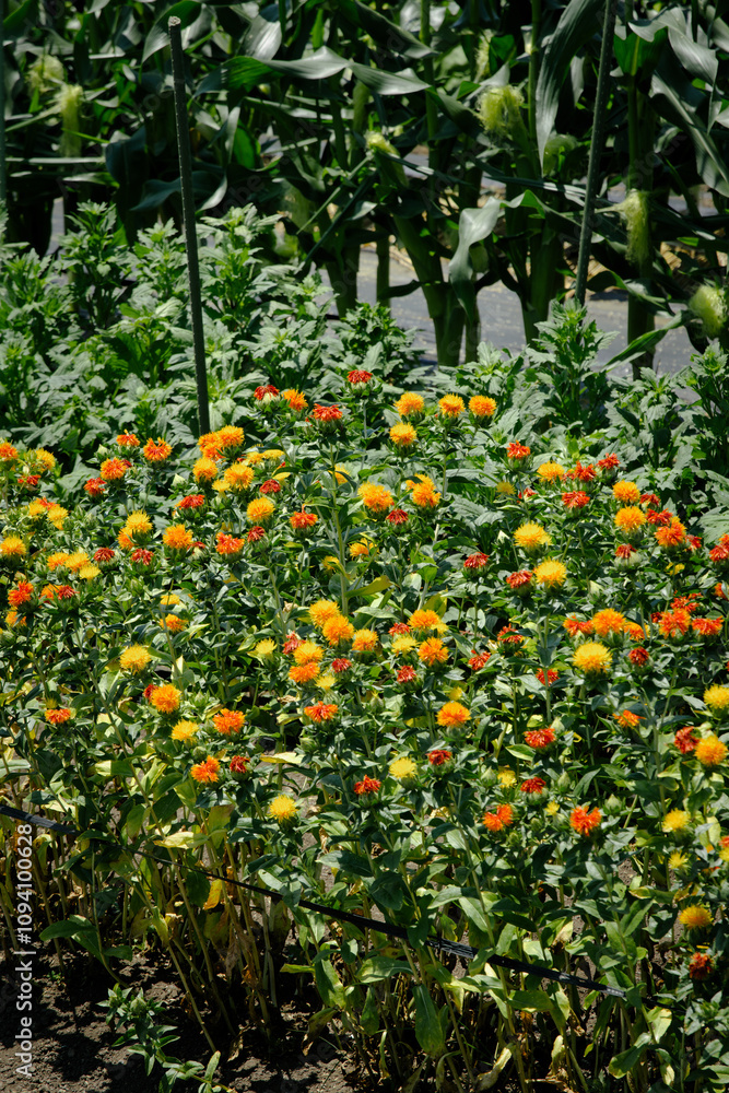 塗料、生薬、油、化粧品に使用されるベニバナの花