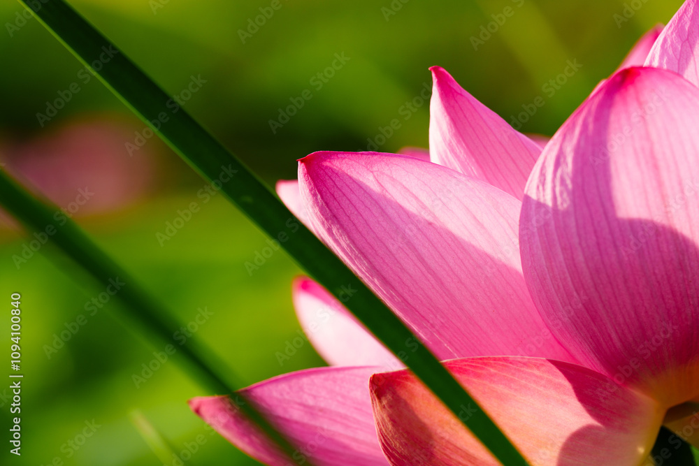 Fototapeta premium Chinese beauty: Pink lotus flower in sunlight with green leaf...Green lotus leaves outspread as far as boundless sky; Pink lotus blossoms take from sunshine a new dye.