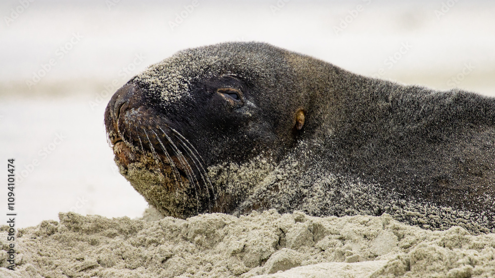 Φωτογραφία Impressive large hookers sea lion male (bull) portrait;  the allans beach, Otago Peninsula near Dunedin