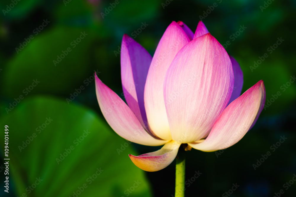 Chinese beauty: Pink lotus flower in sunlight with green leaf...Green lotus leaves outspread as far as boundless sky;
Pink lotus blossoms take from sunshine a new dye. Chinese beauty: Pink lotus flower in sunlight with green leaf...Green lotus leaves outspread as far as boundless sky;
Pink lotus blossoms take from sunshine a new dye.