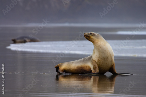 lovely New Zealand ( Hooker's) sea lion female rolling in the sand and relaxing, spotted in Allans Beach, Otago Peninsula near Dunedin, New Zealand. Most endangered sea lion species on earth photo