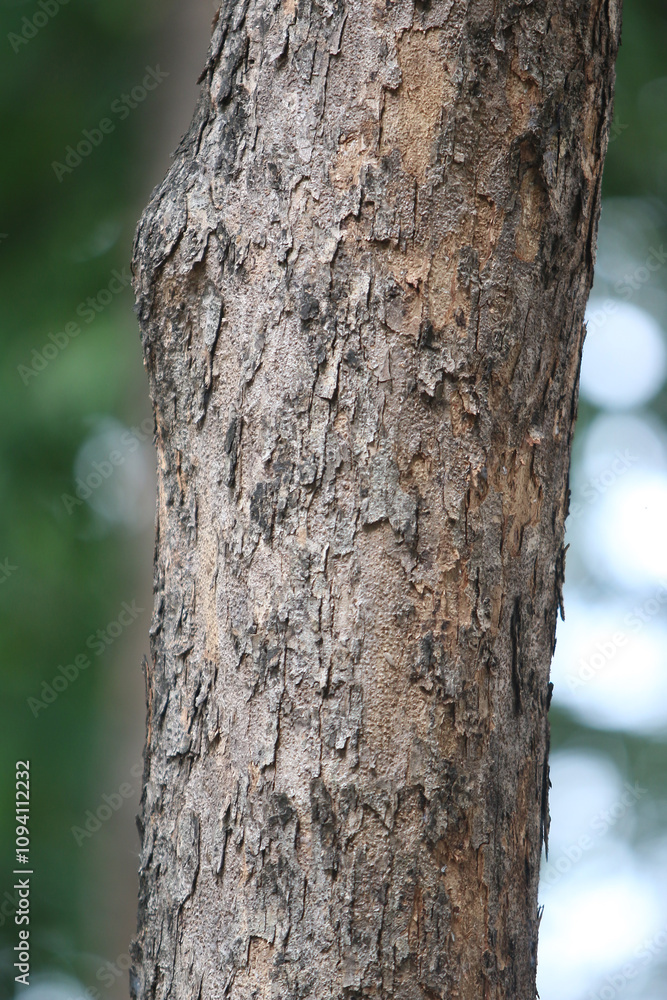 Bark skin texture background, nature hardwood Bark skin texture background, nature hardwood