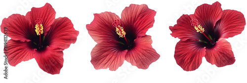 Collection of Red Hibiscus Flowers isolatesd photo