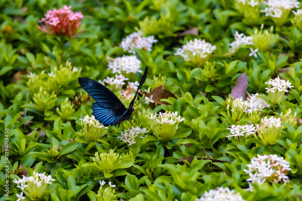 Papilio memnon heronus butterfly sucking nectar on Ixora coccinea
flower close up. Buddha Memorial Hall, Kaohsiung,Taiwan. High quality photo. For branding,calendar,postcard,screensaver,poster