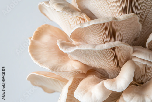 Oyster mushroom on white background