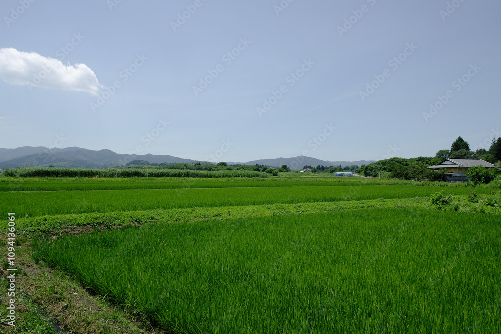夏の田舎の田園風景 夏の田舎の田園風景