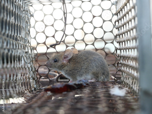 Rat in cage mousetrap, Mouse finding a way out of being confined, Trapping and control of rodents that cause dirt and may be carriers of disease, Mice try to find freedom
