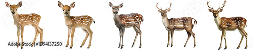 Set of a Deer, isolated on a transparent background.