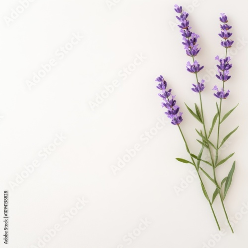 Lavender sprigs minimalist studio botanical photography indoor setting close-up nature aesthetics for relaxation