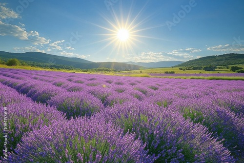 Lavender Field Under Blue Sky with Sun and Rolling Hills