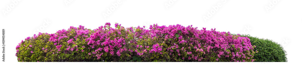 Long flower bush isolated on transparent background with cut path and alpha channel, high resolution. Long flower bush isolated on transparent background with cut path and alpha channel, high resolution.
